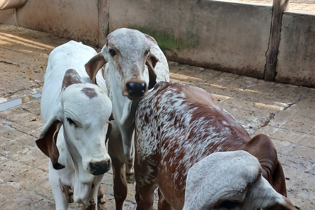 Bovino de alto valor genético em fazenda de elite